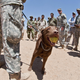 Image for article titled 26 Awesome Photos of War Dogs Showing How Badass and Cute They Can Be